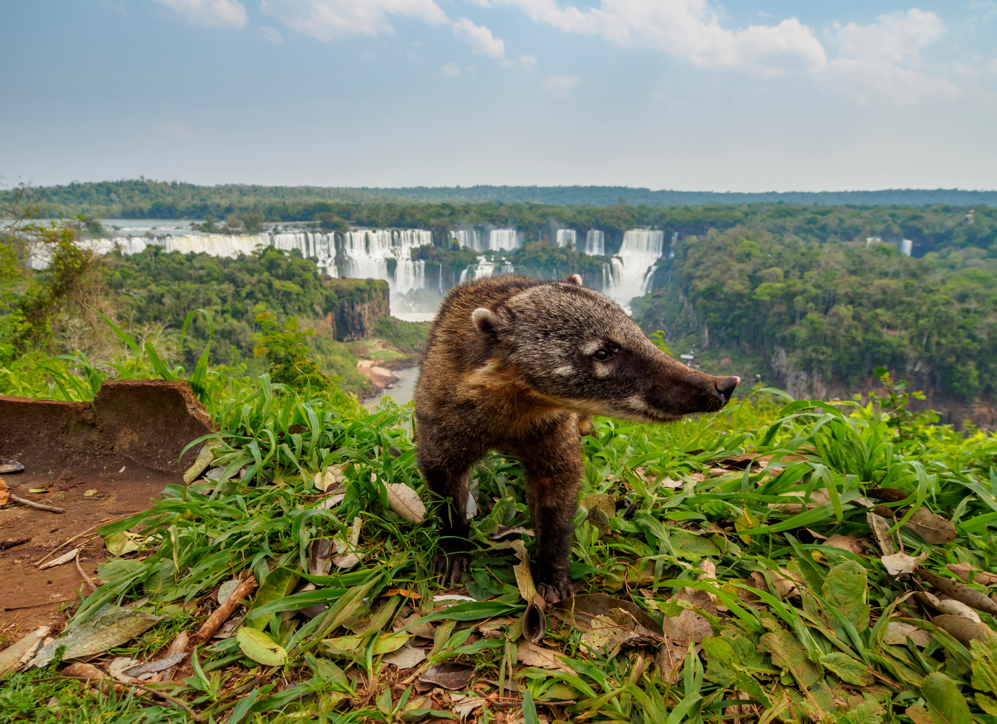 South American Coati by th Iguacu Falls in Brazil